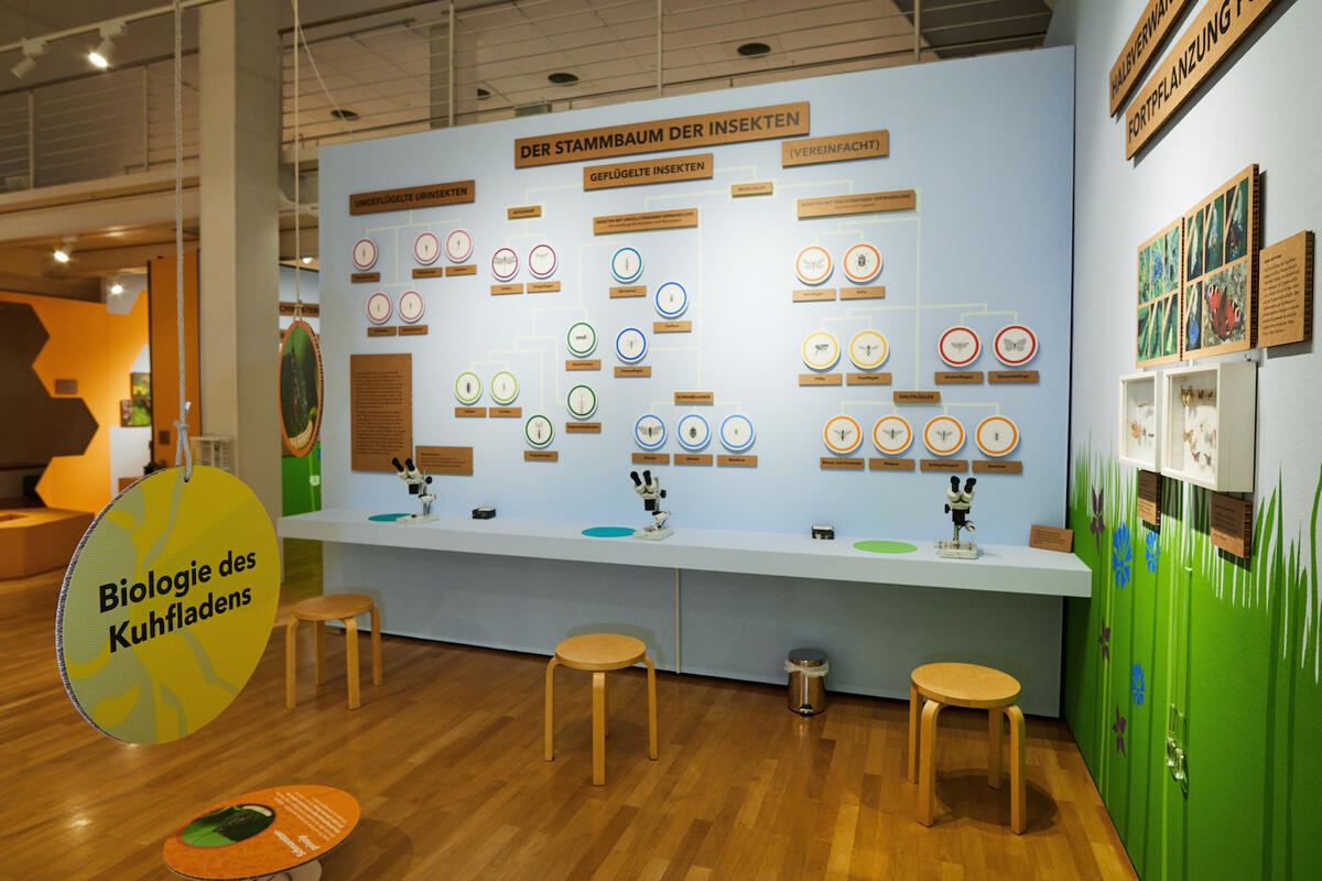 Bild vergrößern: Ausstellungsraum mit Erklärungen zur Insektenvielfalt.