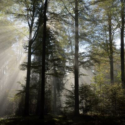 Bild vergrößern: Ein Wald mit Sonnenstrahlen.